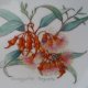 EUCALYPTUS by PHILIPPA NIKULINSKY -THE AUSTRALIAN WILDFLOWER COLLECTION -porcelanowy, użytkowy, dekoracyjny. ..