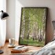 ZESTAW PLAKATÓW 40x50 cm, Natura, brzozy, chabry, trawy  (set216)