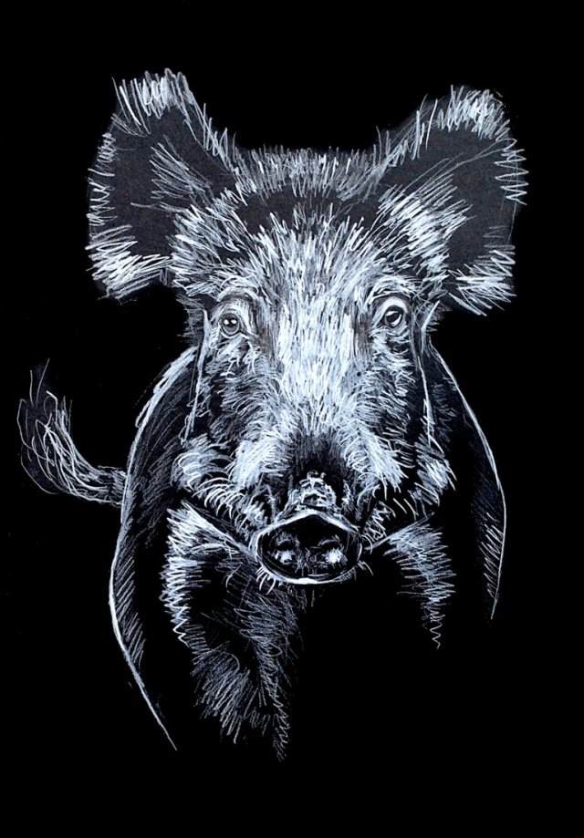 Dzik, plakat A3