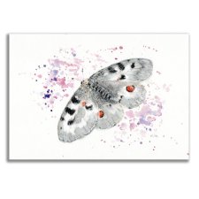 Obraz oryginalny oprawiony "Niepylak Apollo" motyl