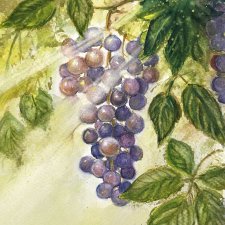 Słoneczne winogrona  Original Akwarela A4