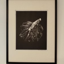 Bojownik Rybka - oprawione passe-partout + ramka - Linoryt, ilustracja, grafika, obrazek, obraz, sztuka, plakat, dekoracje,